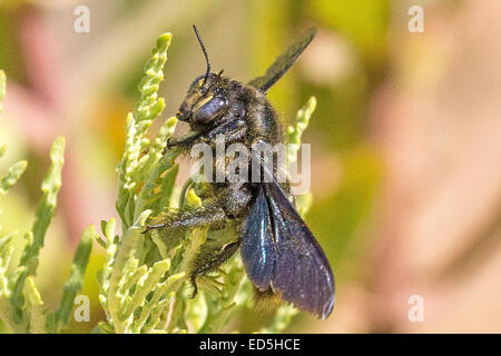 Giant African Carpenter bee, Xylocopa (Mesotrichia) Westwood , Pakhuis Pass to Heuningvlei, Cederberg mountains, Western Cape, South Africa Stock Photo