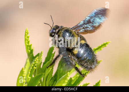 Giant African Carpenter bee, Xylocopa (Mesotrichia) Westwood , Pakhuis Pass to Heuningvlei, Cederberg mountains, Western Cape, South Africa Stock Photo