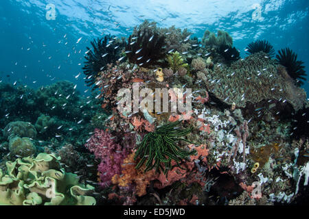 A beautiful and healthy coral reef grows in Indonesia. This part of the Pacific harbors a vast amount of marine life.