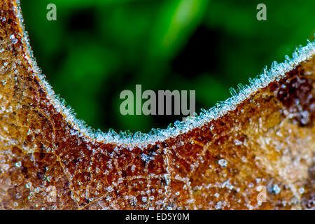 Frosty leaf in an English garden Stock Photo