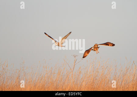 Two Short Eared Owls in flight Stock Photo