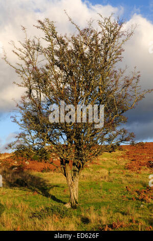 Hawthorn tree in winter Brecon Beacons National Park Stock Photo