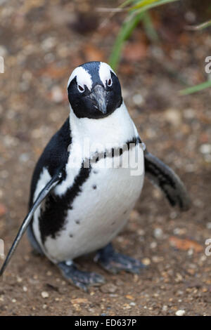 Whipsnade Zoo: African penguin  (Spheniscus demersus), also known as the jackass penguin and black-footed penguin.