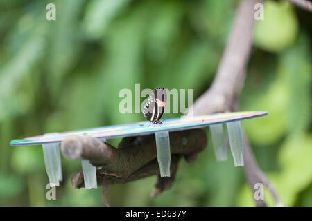 Whipsnade Zoo: Butterfly - "Postman" (Heliconius melpomene). Stock Photo