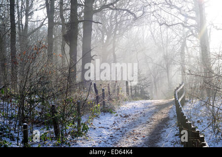 Moorgreen, Nottinghamshire, UK. 29th December, 2014. UK Weather: Freezing temperatures and strong sunlight illuminate Moorgreen woodlands ,ideal for an afternoon walk . Credit:  IFIMAGE/Alamy Live News Stock Photo