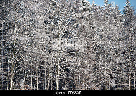 Karslruhe, Germany. 28th Dec, 2014. Snow fall post christmas brings out skiers and tobogganers and their pets. Dobel, Black Forest,  Germany. Credit:  Guy Bell/Alamy Live News Stock Photo