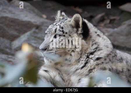 Snow Leopard cub- On May 2014 the Bronx Zoo New York welcomed two wonderful and rare snow leopard cubs in captivity Stock Photo