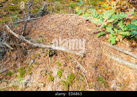 Wood ants nest in a forest Stock Photo