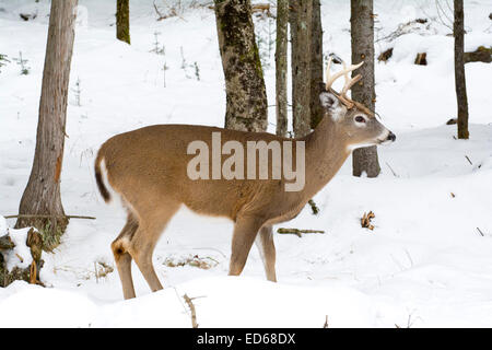 A young male White-tailed Deer in winter. Stock Photo