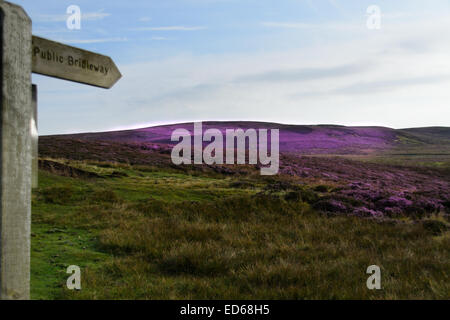 The heather in full bloom in Swaledale in the Yorkshire Dales National Park, North Yorkshire. Stock Photo