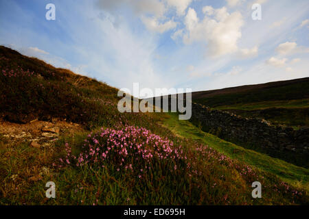 Early morning at Swaledale en route to Low Row in the Yorkshire Dales National Park, North Yorkshire. Stock Photo