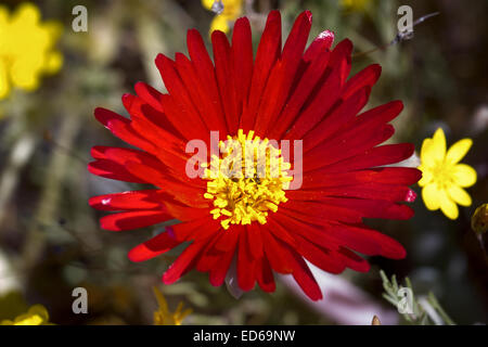 Springtime wildflowers,Geogap Nature Reserve, Springbok, Namaqualand, Northern Cape, South Africa Stock Photo