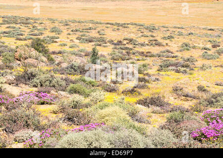 Springtime wildflowers,Geogap Nature Reserve, Springbok, Namaqualand, Northern Cape, South Africa Stock Photo