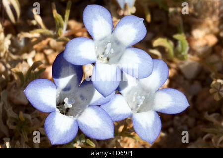 Springtime wildflowers,Geogap Nature Reserve, Springbok, Namaqualand, Northern Cape, South Africa Stock Photo