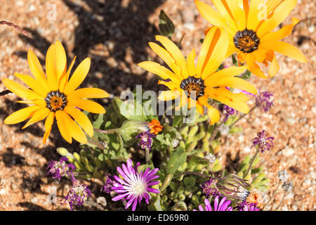 Springtime wildflowers,Geogap Nature Reserve, Springbok, Namaqualand, Northern Cape, South Africa Stock Photo