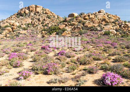 Springtime wildflowers,Geogap Nature Reserve, Springbok, Namaqualand, Northern Cape, South Africa Stock Photo