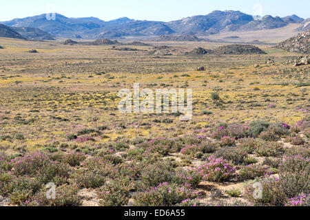 Springtime wildflowers,Geogap Nature Reserve, Springbok, Namaqualand, Northern Cape, South Africa Stock Photo