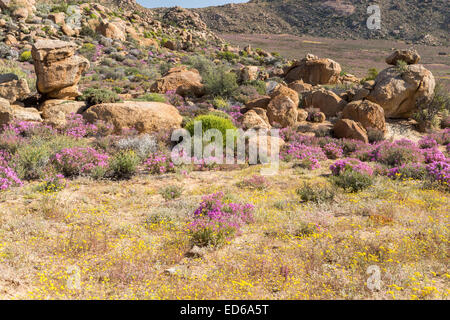 Springtime wildflowers,Geogap Nature Reserve, Springbok, Namaqualand, Northern Cape, South Africa Stock Photo