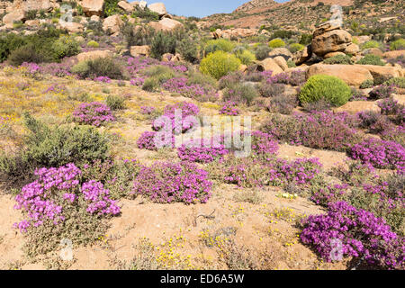 Springtime wildflowers,Geogap Nature Reserve, Springbok, Namaqualand, Northern Cape, South Africa Stock Photo