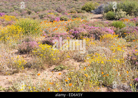 Springtime wildflowers,Geogap Nature Reserve, Springbok, Namaqualand, Northern Cape, South Africa Stock Photo