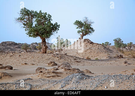 Euphrates Poplars / Desert Poplar / Huyang tree (Populus euphratica) in the Taklamakan Desert in the province Xinjiang, China Stock Photo