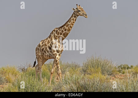 Female Giraffe walking, Augrabies Falls National Park, Namaqualand, Northern Cape, South Africa Stock Photo