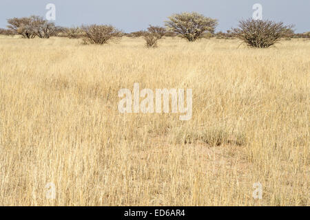 Augrabies Falls National Park, Namaqualand, Northern Cape, South Africa Stock Photo