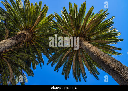 Looking up at a grouping of two large palm trees against a blue sky in Santa Barbara, California. Stock Photo