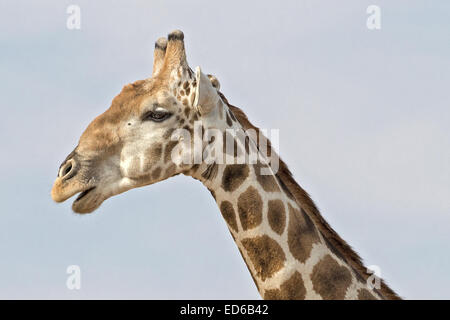 Male Giraffe (Angolan Giraffe) with bulging cheek from chewing, Augrabies Falls National Park, Namaqualand, Northern Cape, South Africa Stock Photo