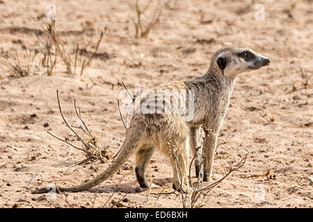 Meerkat aka suricat, Kgalagadi Transfrontier Park, South Africa Stock Photo