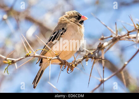 Scaly-feathered weaver, Sporopipes squamifrons, also known as the scaly-feathered finch, sitting in an acacia tree, Kalahari desert, Namibia Stock Photo
