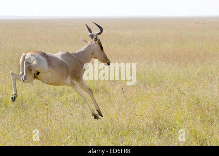 A hartebeest, Alcelaphus buselaphus, jumping in Serengeti National Park. Stock Photo