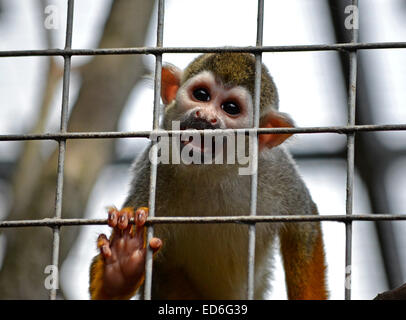 Squirrel Monkey in cage Stock Photo