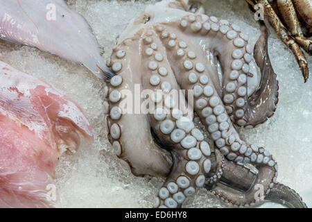 a lovely piece of fresh squid lies sinuously on bed of ice with other fish at stall in Florence Central Market Mercato Centrale Stock Photo