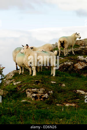 Isle of Bute sheep on a small hill over looking The Isle of Arran (out of sight) Stock Photo