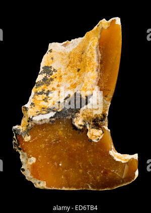 Brown flint (flintstone, SiO2) specimen in limestone Stock Photo - Alamy