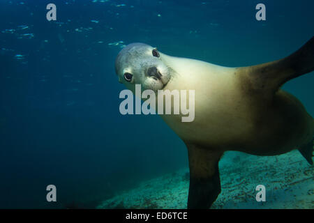 Australian Sea Lion Stock Photo - Alamy