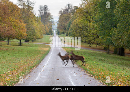 Deer runing across the road at Studley Royal park near Ripon, North Yorkshire. Stock Photo