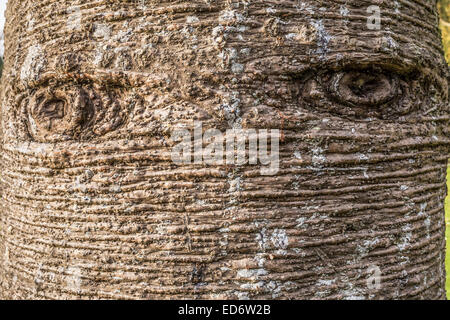 Monkey puzzle tree bak close up at Sewerby Hall, East Yorkshire. Stock Photo