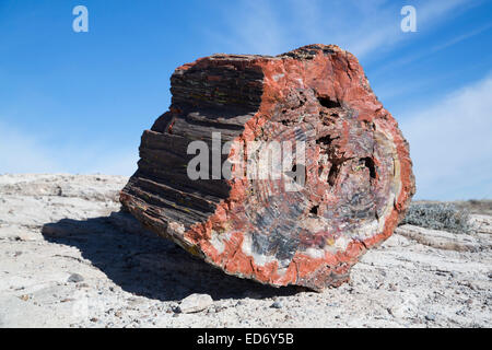 USA, Arizona, Petrified Forest National Park, Cross Section of Petrified Wood Stock Photo