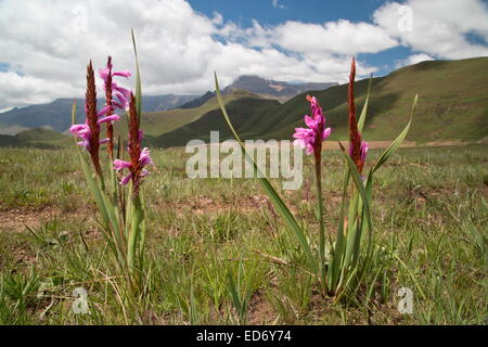 A watsonia, Watsonia lepida in the Drakensberg Mountains, South Africa Stock Photo