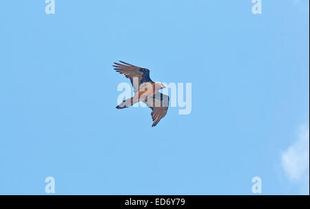 Bearded vulture, Gypaetus barbatus, or lammergeier,  in flight in the Drakensberg Mountains, South Africa Stock Photo