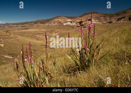 A watsonia, Watsonia lepida in the Golden Gate Highlands National Park, Drakensberg Mountains, South Africa Stock Photo