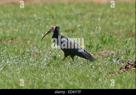 Southern bald ibis, Geronticus calvus in the Golden Gate Highlands National Park, Drakensberg Mountains, South Africa Stock Photo