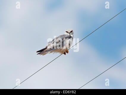 Black-shouldered Kite, Elanus caeruleus perched on wire. Stock Photo