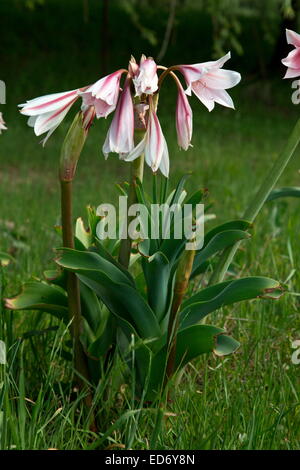 Orange River lily, Crinum bulbispermum, in wet floodplain grassland, Wakkerstroom, South Africa Stock Photo