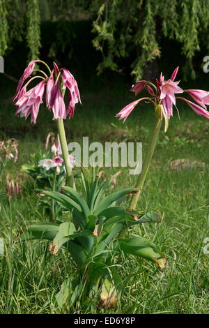 Orange River lily, Crinum bulbispermum, in wet floodplain grassland, Wakkerstroom, South Africa Stock Photo