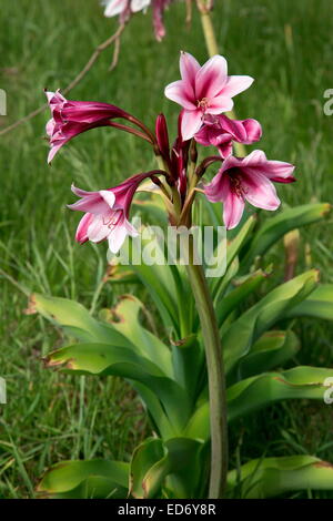 Orange River lily, Crinum bulbispermum, in wet floodplain grassland, Wakkerstroom, South Africa Stock Photo