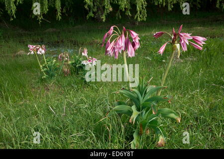 Orange River lily, Crinum bulbispermum, in wet floodplain grassland, Wakkerstroom, South Africa Stock Photo