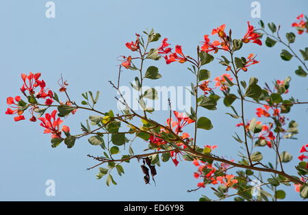 Orchid Tree, Red Bauhinia, Pride of De Kaap, Bauhinia galpinii, in flower;  Kruger National Park, South Africa Stock Photo